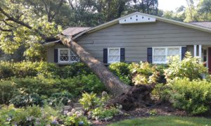 emergency-tree-removal (1)