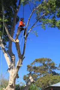 tree removal services melbourne