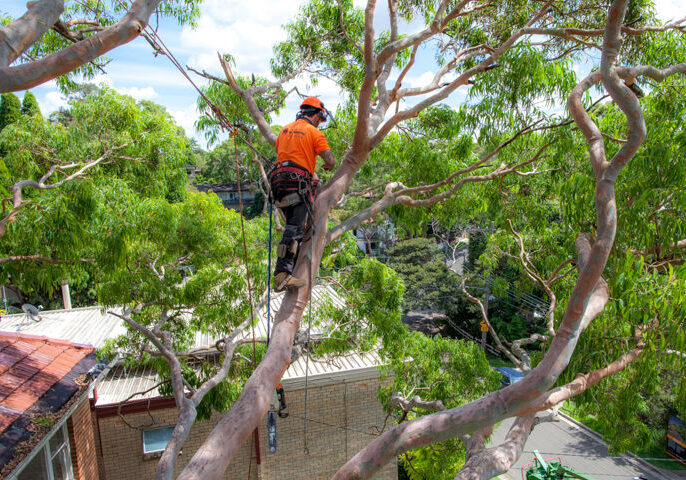 Tree lopping melbourne